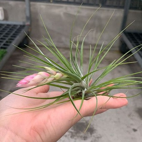 Tillandsia stricta Mix bareroot