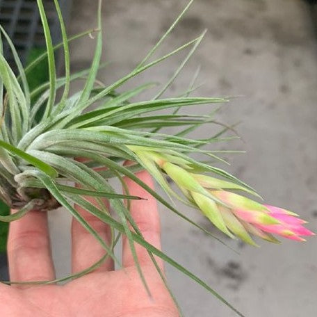 Tillandsia stricta Mix bareroot