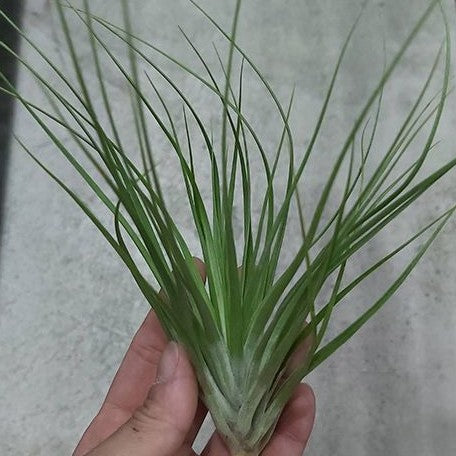 Tillandsia stricta Mix bareroot