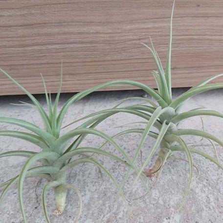 Tillandsia bergeri bareroot