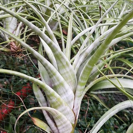 Tillandsia flexuosa 'Suriname' bareroot