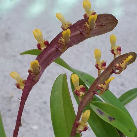 Bulbophyllum falcatum × sib 2.5"
