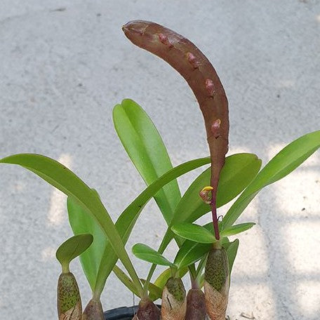 Bulbophyllum falcatum × sib 2.5"