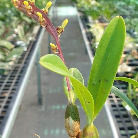 Bulbophyllum falcatum × sib 2.5"