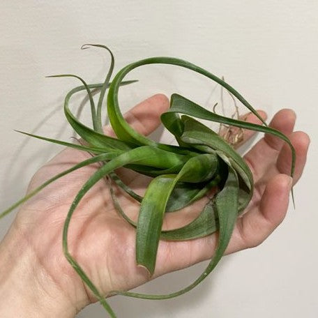 Tillandsia flexuosa 'Suriname' bareroot