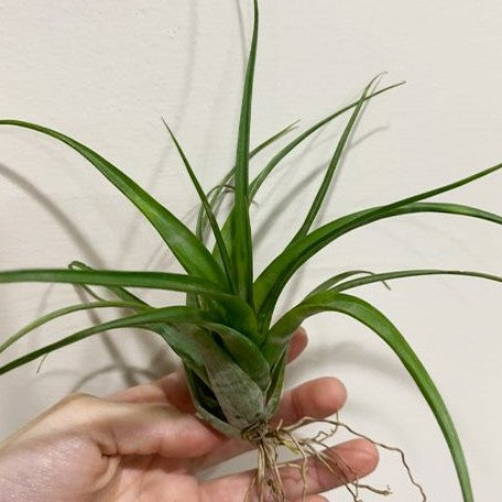 Tillandsia flexuosa 'Suriname' bareroot