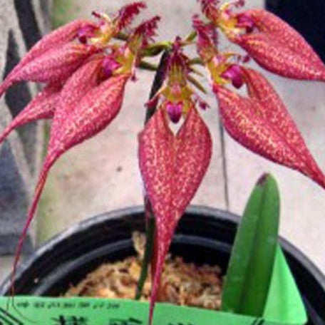 Bulbophyllum rothschildianum × sib 2.5" Fragrant