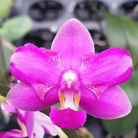 Phalaenopsis Purple Gem 'ES' 2.5"