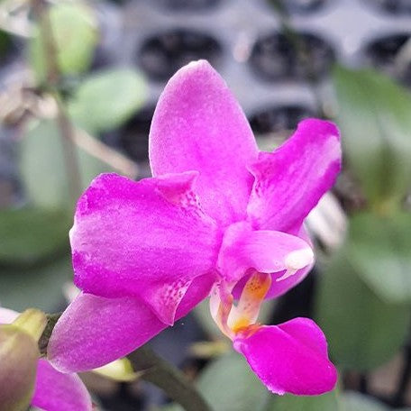 Phalaenopsis Purple Gem 'ES' 2.5"