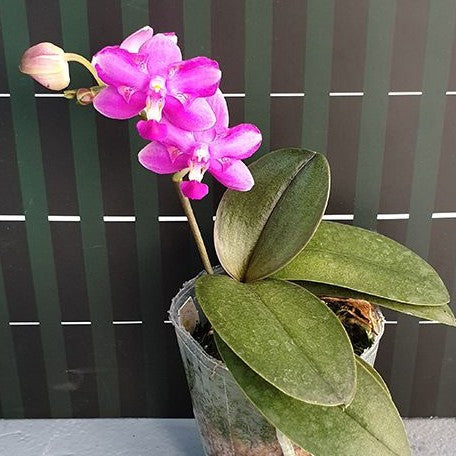 Phalaenopsis Purple Gem 'ES' 2.5"