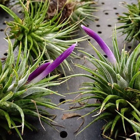 Tillandsia ionantha var. ionantha bareroot