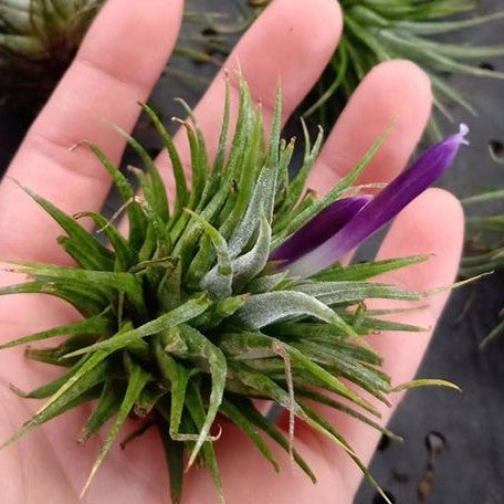 Tillandsia ionantha var. ionantha bareroot