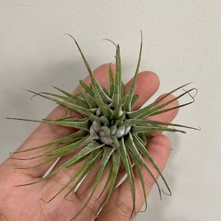 Tillandsia ionantha var. ionantha bareroot