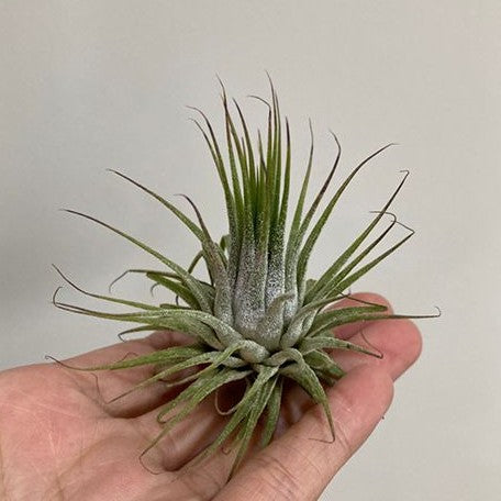 Tillandsia ionantha var. ionantha bareroot