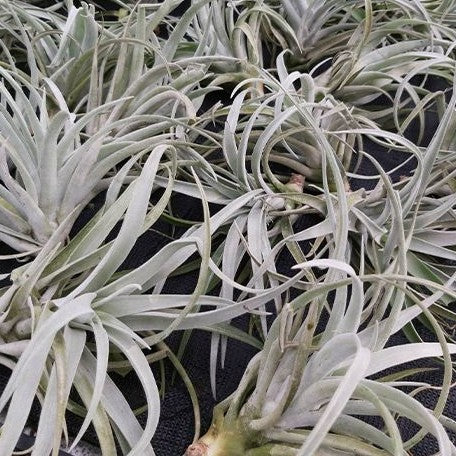 Tillandsia harrisii bareroot