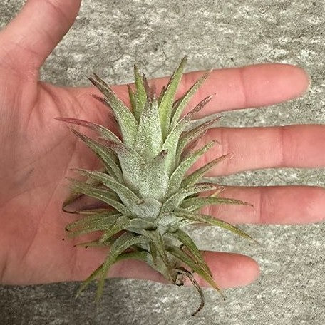 Tillandsia ionantha var. van hyningii bareroot