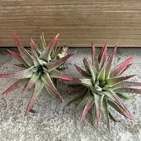 Tillandsia ionantha var. van hyningii bareroot