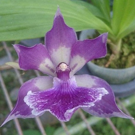 Zygonisia Murasakikomachi 2.5" Fragrant