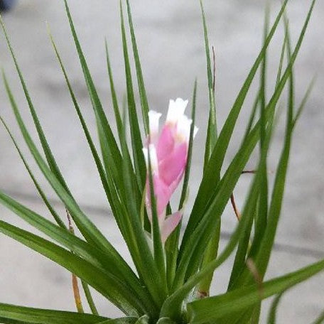 Tillandsia tenuifolia 'Emerald Forest' bareroot