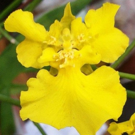 Oncidium Mayfair 2.5"