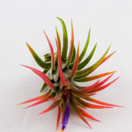 Tillandsia ionantha var. Hamimula bareroot