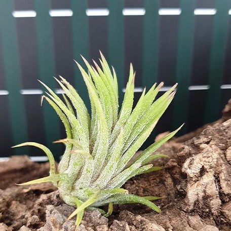 Tillandsia ionantha var. Hamimula bareroot