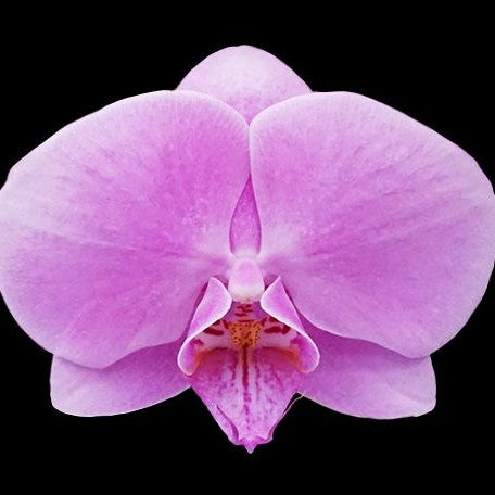 Phalaenopsis Miki Little Song '168' 2.5"