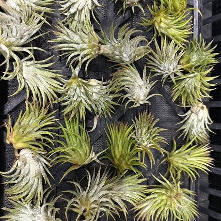 Tillandsia ionantha var. Hamimula bareroot