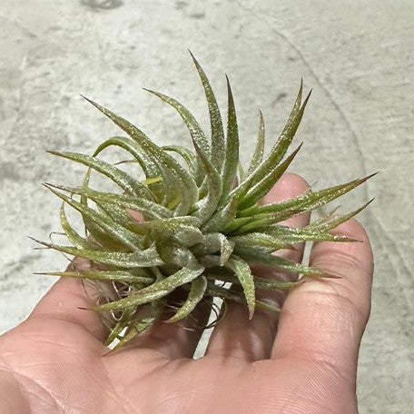 Tillandsia ionantha var. Hamimula bareroot