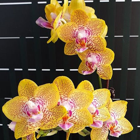 Phalaenopsis Nobby's Pumpkin 2.5" Fragrant