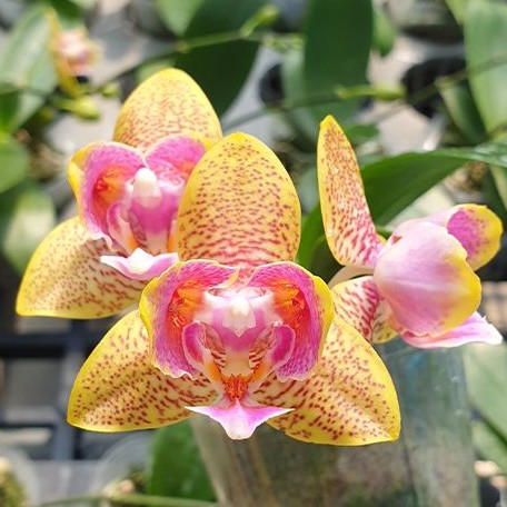 Phalaenopsis Nobby's Pumpkin 2.5" Fragrant