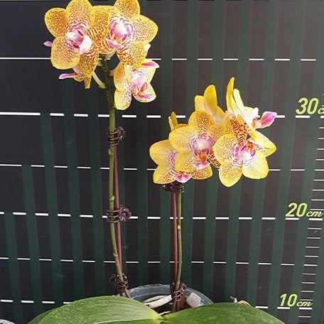 Phalaenopsis Nobby's Pumpkin 2.5" Fragrant