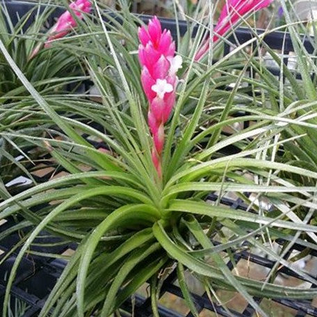 Tillandsia Cotton Candy bareroot