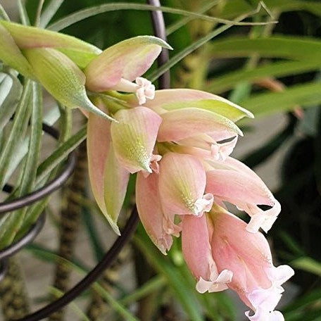 Tillandsia Cotton Candy bareroot