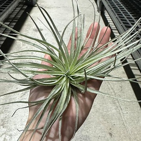 Tillandsia Cotton Candy bareroot