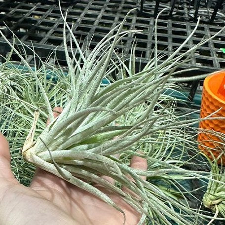 Tillandsia Cotton Candy bareroot