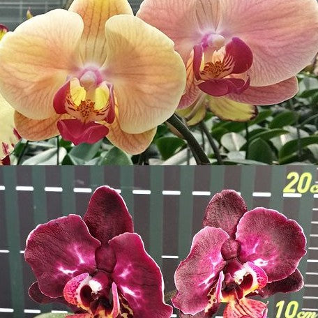 Phalaenopsis Miki Crown '16' SM/TOGA 2.5"