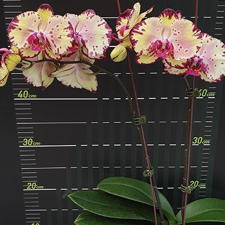 Phalaenopsis Miki Crown '16' SM/TOGA 2.5"