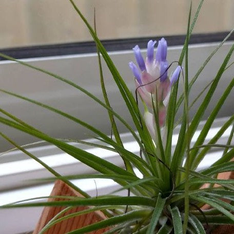 Tillandsia stricta Hybrid bareroot