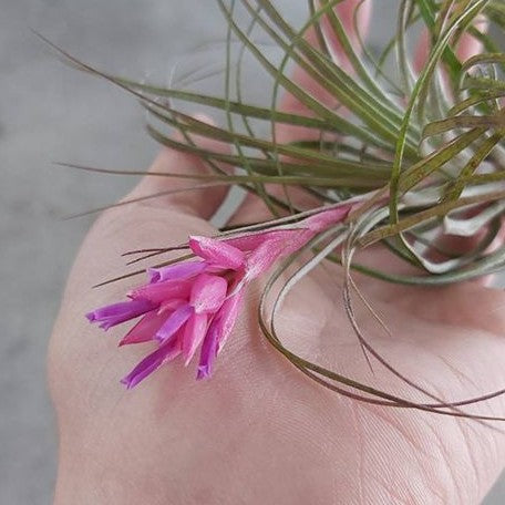 Tillandsia stricta Hybrid bareroot