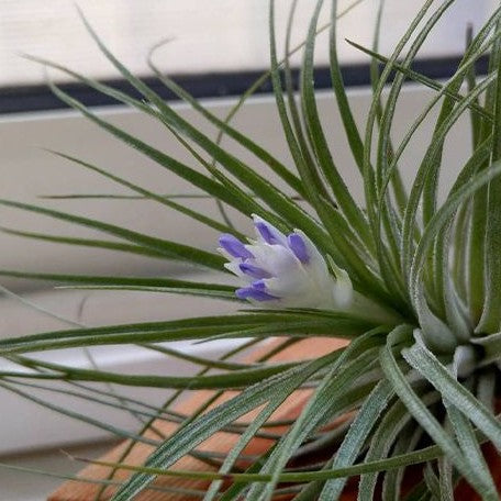 Tillandsia stricta Hybrid bareroot