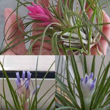 Tillandsia stricta Hybrid bareroot