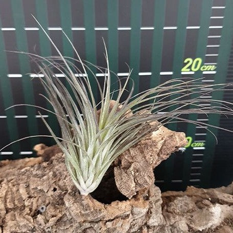 Tillandsia stricta Hybrid bareroot