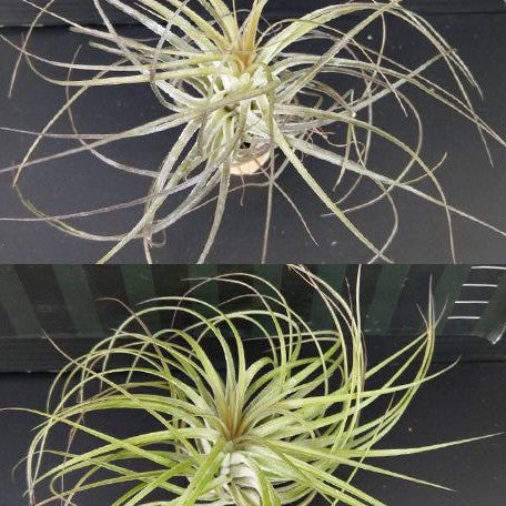 Tillandsia stricta Hybrid bareroot