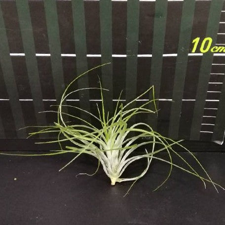 Tillandsia stricta Hybrid bareroot