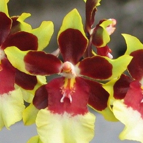 Odontocidium Wildcat 'Rainbow' 2.5"