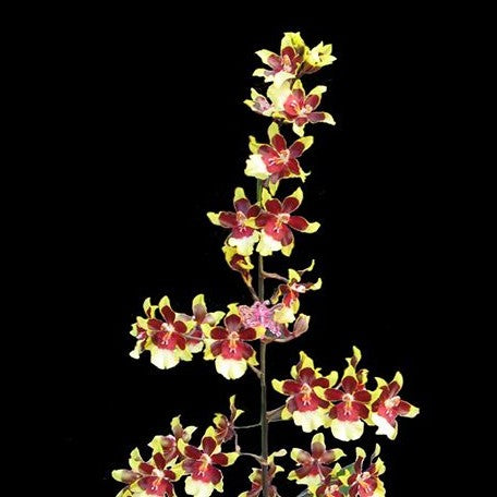 Odontocidium Wildcat 'Rainbow' 2.5"