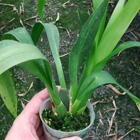 Odontocidium Wildcat 'Rainbow' 2.5"