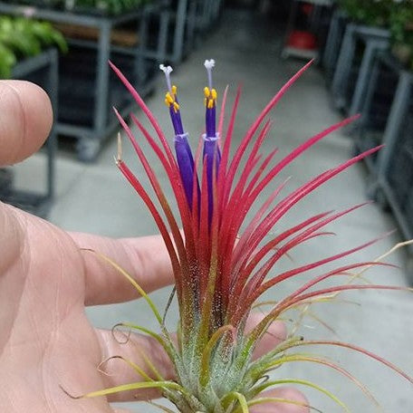 Tillandsia ionantha 'Fuego' bareroot