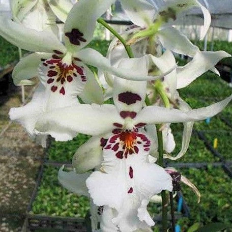 Degarmoara Winter Wonderland 'White Fairy' 2.5"